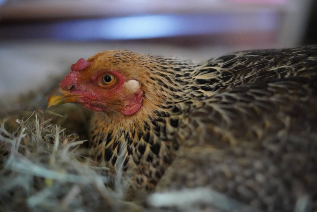How Do You Stop a Broody Hen? Backyard Poultry